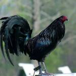 Saul lopez Profile Picture